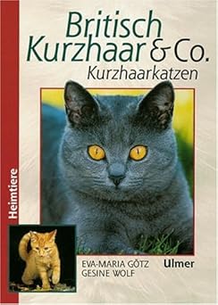 Britisch Kurzhaar und Co. Kurzhaarkatzen