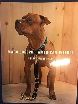 Marc Joseph americam Pitbull. American Pitbull