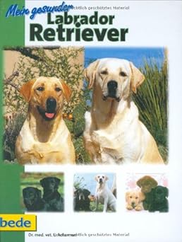 Mein gesunder Labrador Retriever