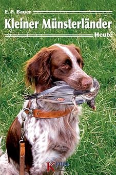 Kleiner Münsterländer heute